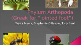Phylum Arthopoda(Greek for &quot;jointed foot&quot;)
